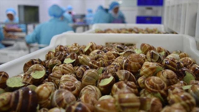 15,5 milyon dolarlık salyangoz ihraç edildi