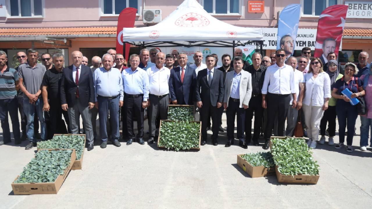 Bafra Ovası'nda ihracata yönelik sebze üretimi yapılması için çiftçilere yüzde 75 hibe ile fide dağıtıldı
