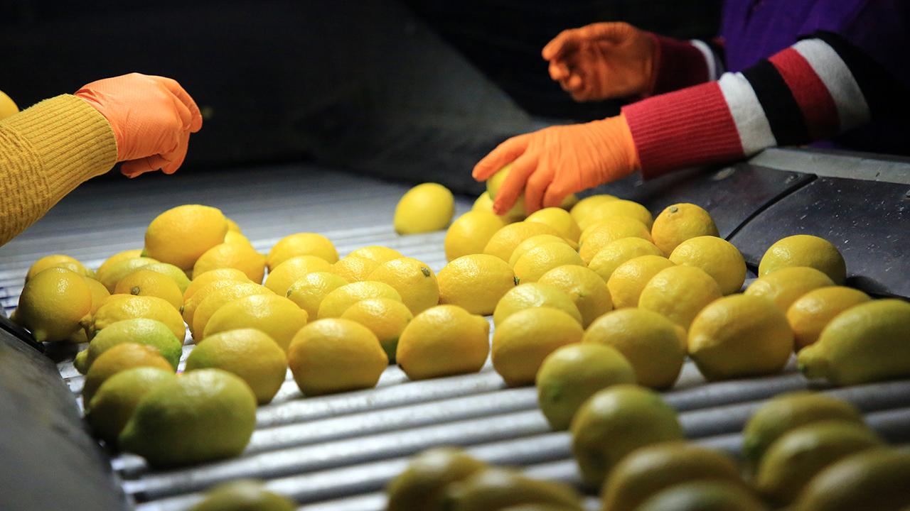 Talep azaldı, limon fiyatları düştü!