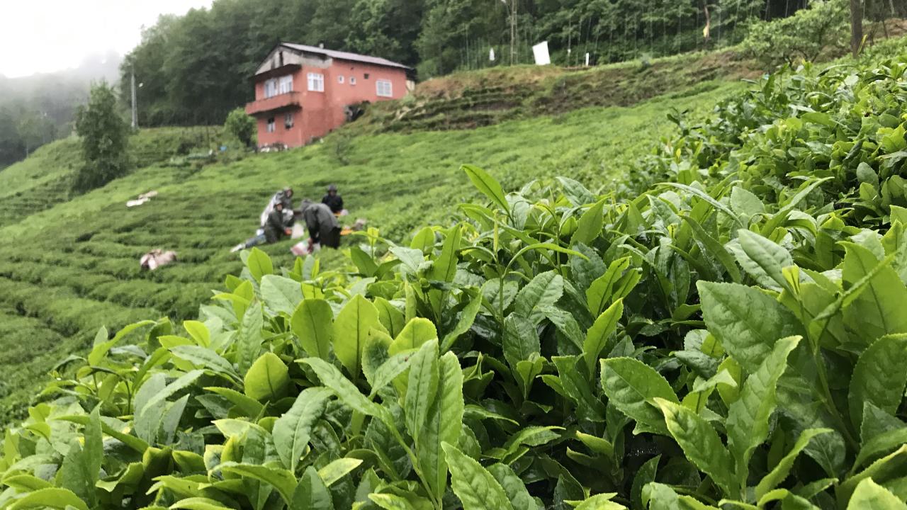 Rize çay ihracatından 10,2 milyon dolar kazandı