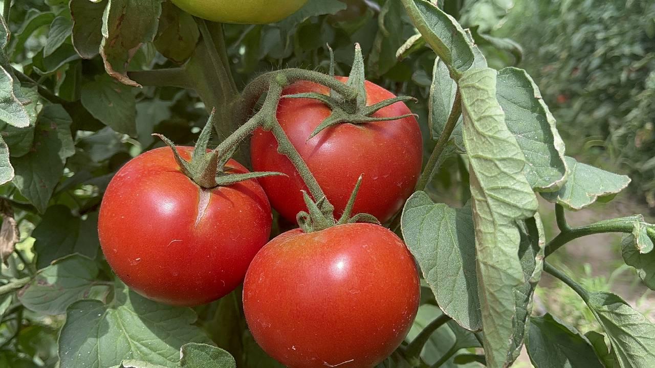 Isparta'nın köyünden Avrupa ve Orta Doğu'ya domates ihracatı