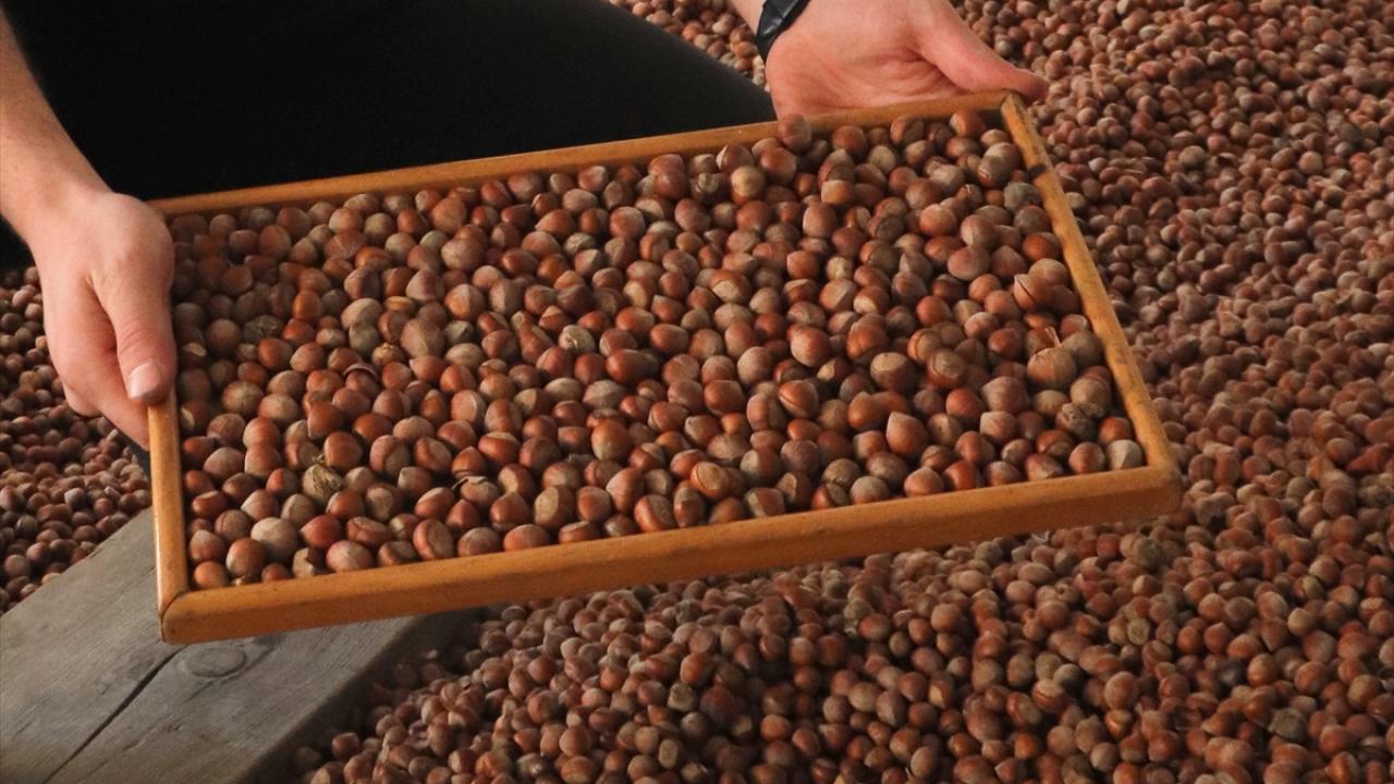 Trabzon'dan 442,7 milyon dolarlık fındık ihracı
