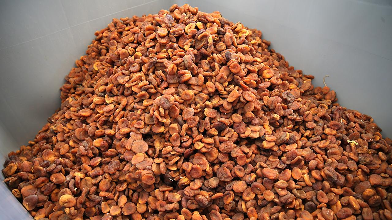 Kuru kayısı yeni ihracat sezonuna hızlı başladı