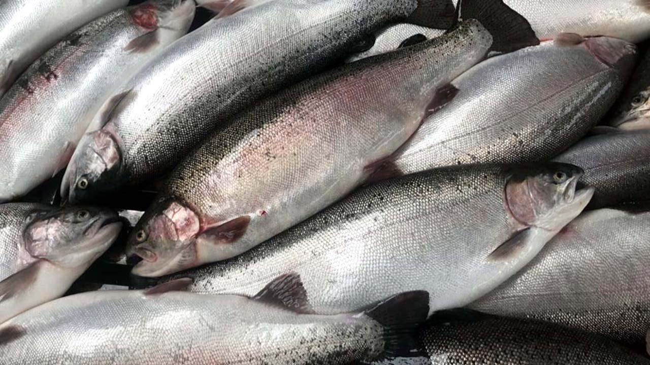 Doğu Karadeniz'den 23,7 milyon dolarlık somon ihracatı