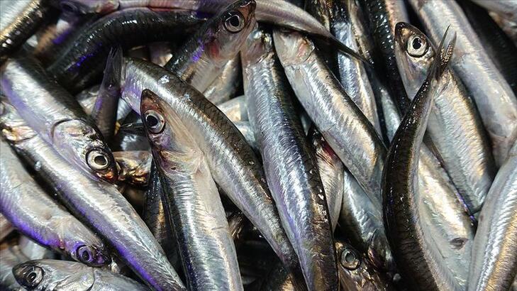 Hamsi ihracatı bir ayda 920 bin dolar kazandırdı