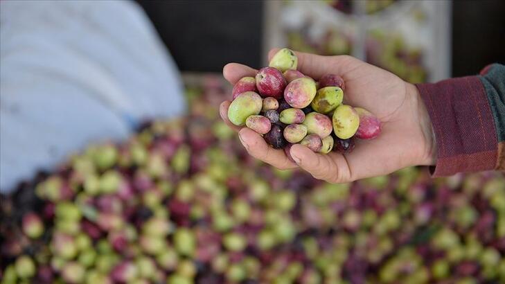 Sofralık zeytin ihracatında rekor